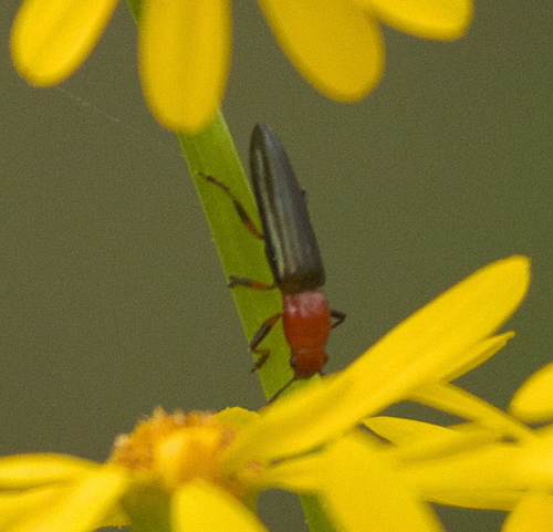 Clover Stem Borer photo 4