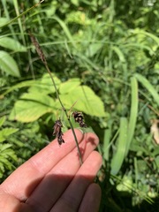 Carex pluriflora