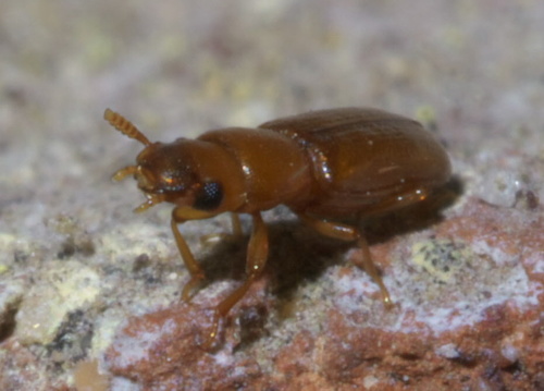 Long-Headed Flour Beetle photo 4