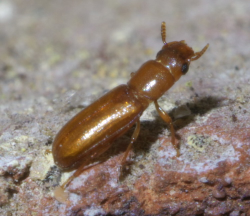 Long-Headed Flour Beetle photo 3