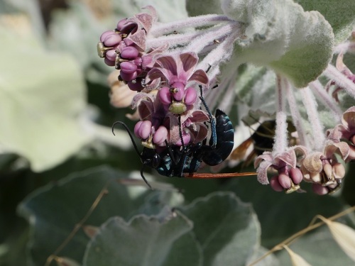 iNaturalist observation photo of New World Tarantula-hawk Wasps