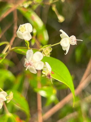 Decaspermum parviflorum observed 2025-09-17