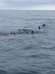 Arctocephalus