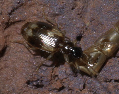 Lebia fuscata
