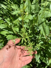 Galium trifidum trifidum