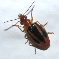 Lebia solea