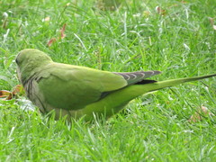 Myiopsitta monachus