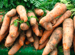 Daucus carota sativus