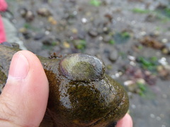 Crepipatella dilatata