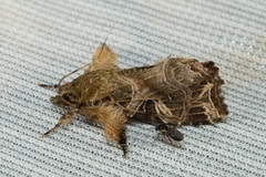 Callopistria rivularis