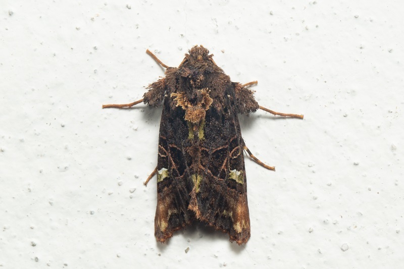 Phlogophora discalis