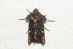 Phlogophora discalis