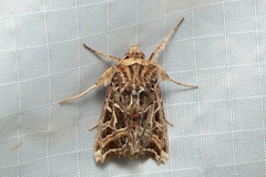 Phlogophora emphanes