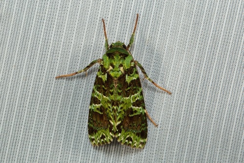 Checupa curvivena