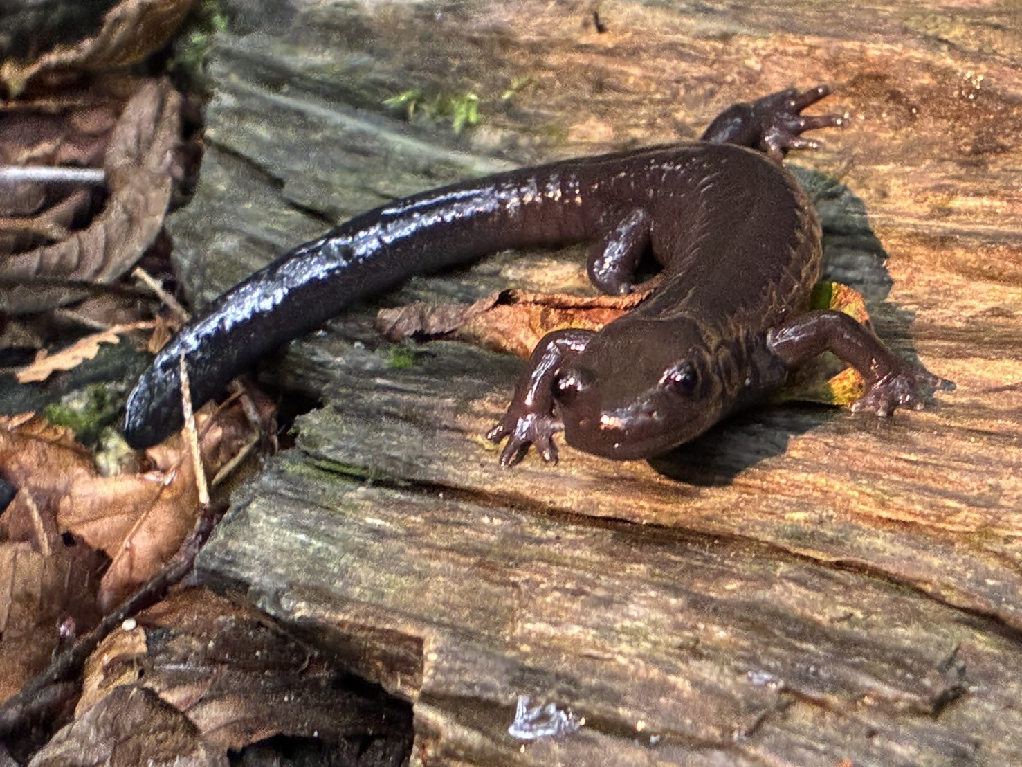 Ishizuchi Salamander