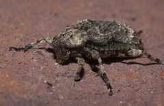 Leptostylus transversus