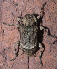 Leptostylus transversus