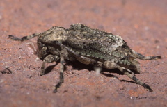 Leptostylus transversus