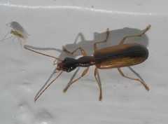 Leptotrachelus dorsalis