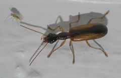 Leptotrachelus dorsalis