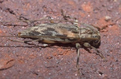 Lepturges angulatus