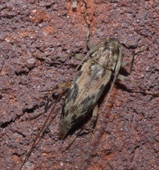 Lepturges angulatus
