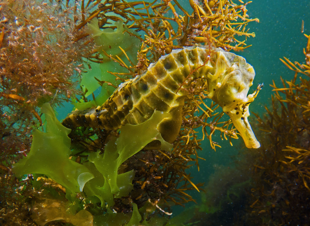 Bigbelly Seahorse (Hippocampus abdominalis) · iNaturalist