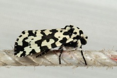 Trichosea mjobergi