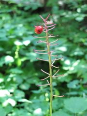 Actaea × ludovicii