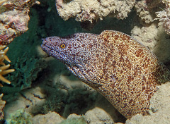 Gymnothorax annasona