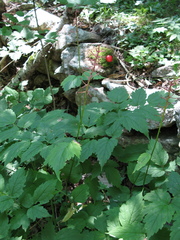 Actaea × ludovicii