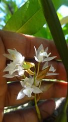 Coelogyne breviscapa