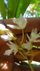 Coelogyne breviscapa