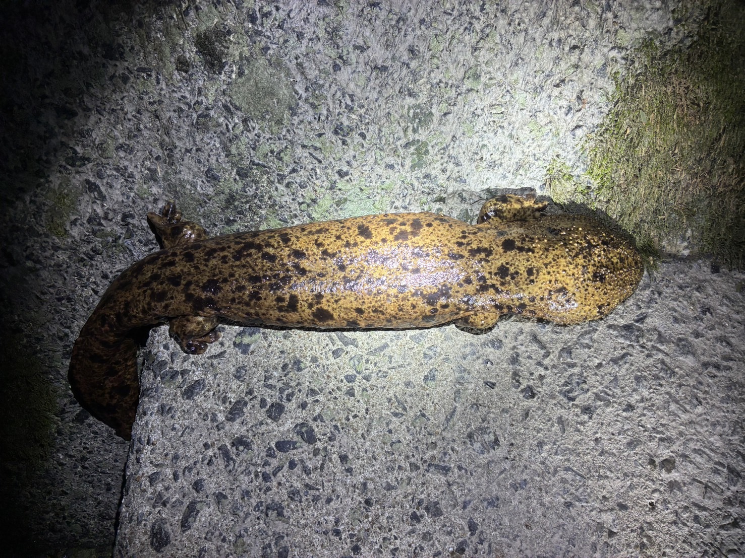 Andrias japonicus (Temminck, 1836)