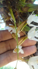 Coelogyne breviscapa