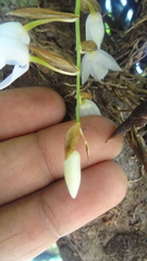 Coelogyne breviscapa