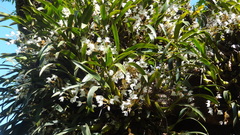 Coelogyne breviscapa
