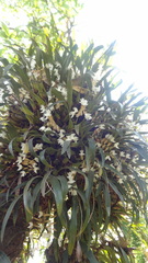 Coelogyne breviscapa