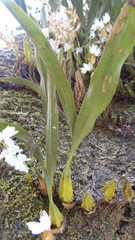 Coelogyne breviscapa