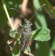 Lepturopsis dolorosa
