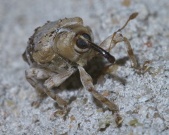 Lignyodes pallidus