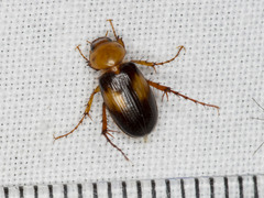 Phyllotocus bimaculatus