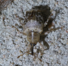 Lignyodes pallidus