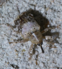Lignyodes pallidus