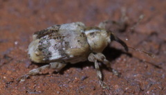 Lignyodes pallidus