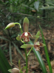 Cymbidium ensifolium