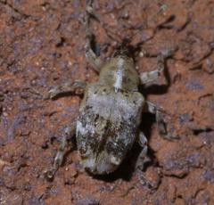 Lignyodes pallidus