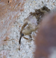Lignyodes pallidus