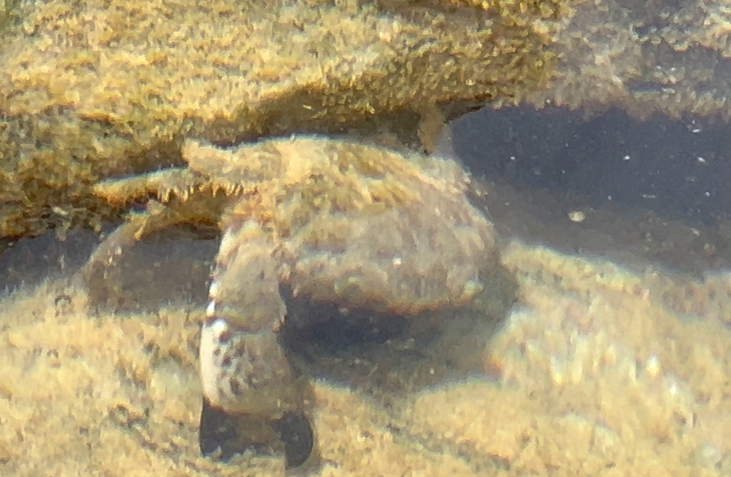 spoonfinger rubble crab
