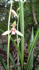 Cymbidium ensifolium